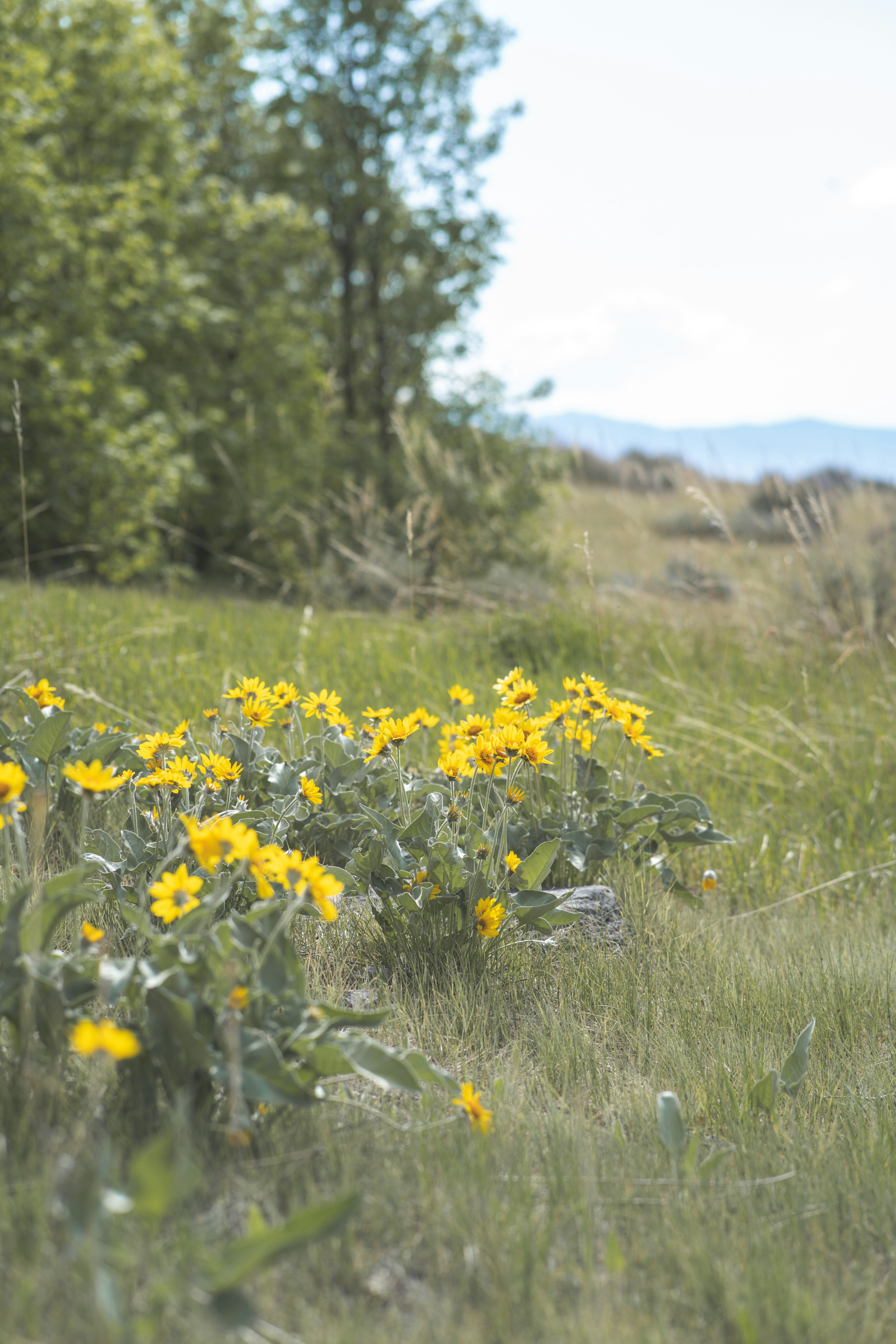 yellow flowers on green grass field during daytime